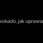 Awokado, jak uprawiać?