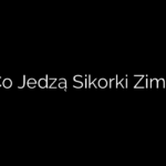 Co Jedzą Sikorki Zimą