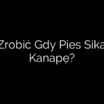 Co Zrobić Gdy Pies Sika Na Kanapę?