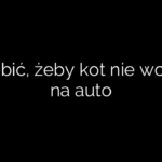Co zrobić, żeby kot nie wchodził na auto