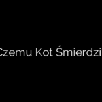 Czemu Kot Śmierdzi?