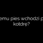 Czemu pies wchodzi pod kołdrę?