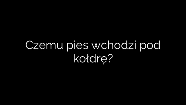 Czemu pies wchodzi pod kołdrę?