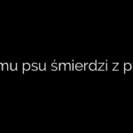 Czemu psu śmierdzi z pyska