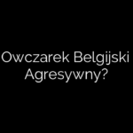 Czy Owczarek Belgijski Jest Agresywny?