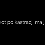 Czy kot po kastracji ma jajka?