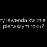 Czy lawenda kwitnie w pierwszym roku?