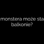 Czy monstera może stać na balkonie?