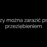 Czy można zarazić psa przeziębieniem
