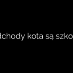 Czy odchody kota są szkodliwe?
