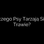 Dlaczego Psy Tarzają Się W Trawie?