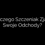 Dlaczego Szczeniak Zjada Swoje Odchody?