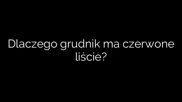 Dlaczego grudnik ma czerwone liście?