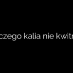 Dlaczego kalia nie kwitnie?