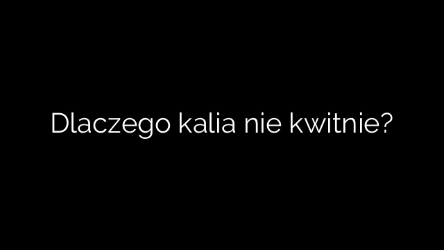 Dlaczego kalia nie kwitnie?