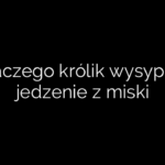Dlaczego królik wysypuje jedzenie z miski