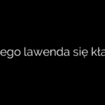 Dlaczego lawenda się kładzie?