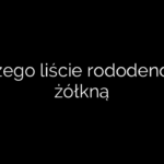 Dlaczego liście rododendrona żółkną