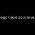 Dlaczego liście żółkną jesienią