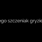 Dlaczego szczeniak gryzie łapy?