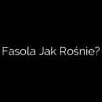 Fasola Jak Rośnie?