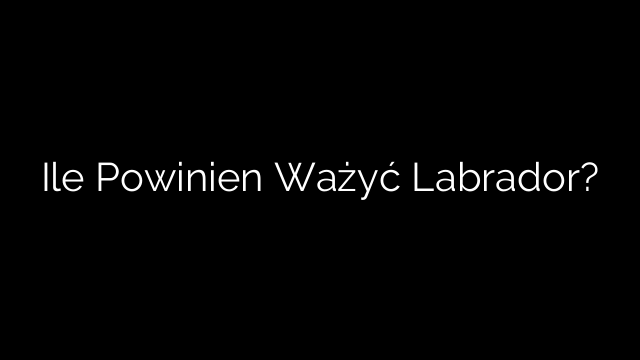 Ile Powinien Ważyć Labrador?