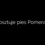 Ile kosztuje pies Pomeranian