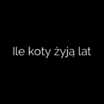 Ile koty żyją lat