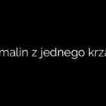 Ile malin z jednego krzaka