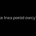 Ile trwa poród owcy?