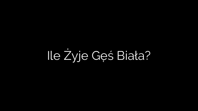 Ile Żyje Gęś Biała?