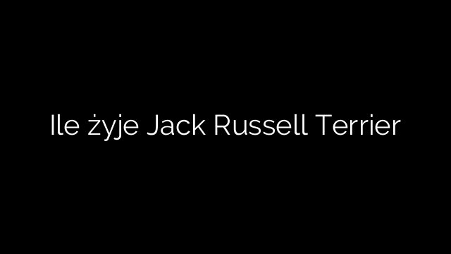 Ile żyje Jack Russell Terrier