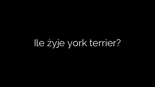Ile żyje york terrier?