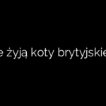 Ile żyją koty brytyjskie?