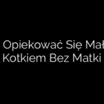 Jak Opiekować Się Małym Kotkiem Bez Matki
