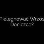 Jak Pielęgnować Wrzosy W Doniczce?