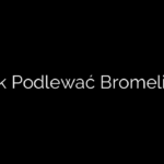 Jak Podlewać Bromelie?