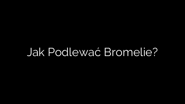 Jak Podlewać Bromelie?
