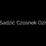 Jak Sadzić Czosnek Ozimy?