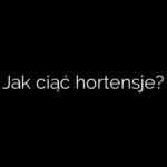 Jak ciąć hortensje?