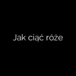 Jak ciąć róże