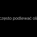 Jak często podlewać oliwkę