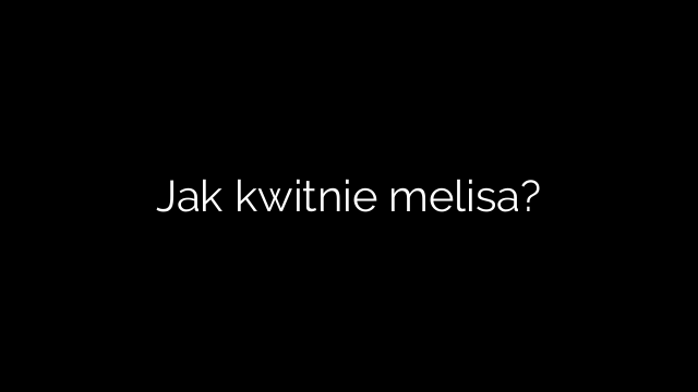 Jak kwitnie melisa?