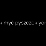 Jak myć pyszczek yorka
