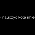 Jak nauczyć kota imienia