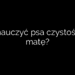 Jak nauczyć psa czystości na matę?