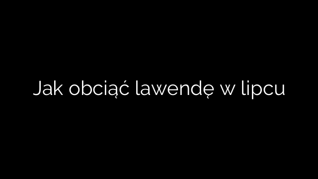 Jak obciąć lawendę w lipcu