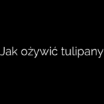 Jak ożywić tulipany