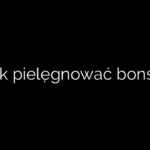 Jak pielęgnować bonsai
