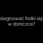 Jak pielęgnować fiołki alpejskie w doniczce?
